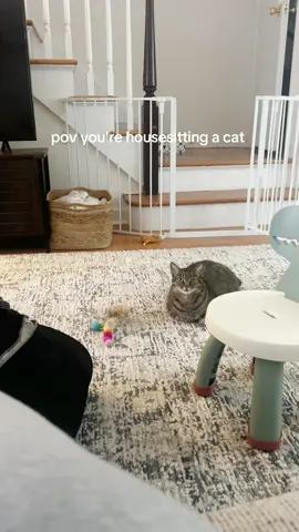 #funny #relatable #staringcontest #pets #PetsOfTikTok #funnycat #catsoftiktok #catlover 