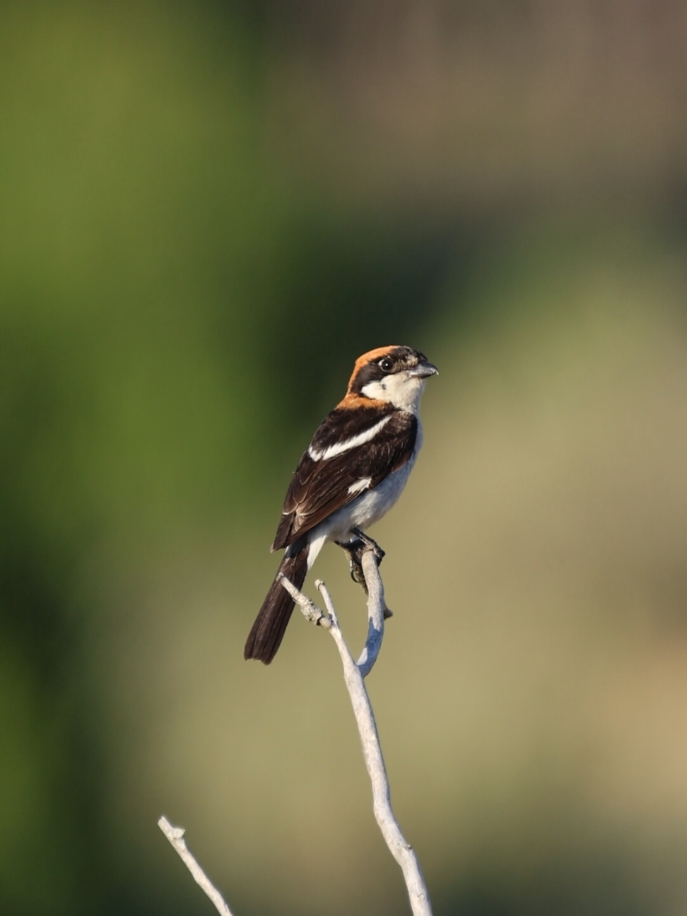 El alcaudón europeo, un ave que parece inofensivo pero no es así. Este bicho acecha a cualquier especie sin importar su tamaño. #canon#aves#fotografiasdeaves#alcaudoneuropeo  #doñana#canonr7wildlife#canonr7#parquenacionaldedoñana 