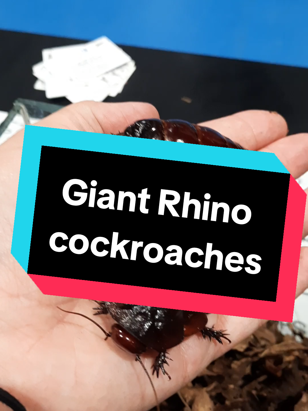 Giant Rhino cockroaches (Macropanesthia rhinoceros) #cockroach  #cockroaches  #cockroachesoftiktok  #rhinocockroach  #giantcockroach  #bugs  #giantbug 