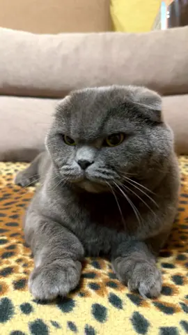 #angrycat #кіт #кіттіктокер #cat #catsoftiktok #повелительквартири #володарквартири #рек #рекомендації #timokha_boss #fyp #FYP #viral_video #котикиприколы #котик #cats #meow #котэ #catlife #cats