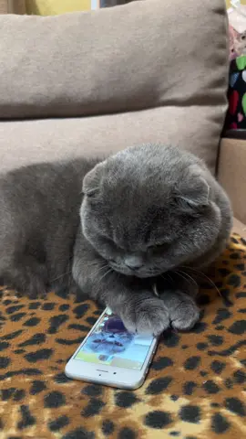 #angrycat #кіт #кіттіктокер #cat #catsoftiktok #повелительквартири #володарквартири #рек #рекомендації #timokha_boss #fyp #FYP #viral_video #котикиприколы #котик #cats #meow #котэ #catlife #cats