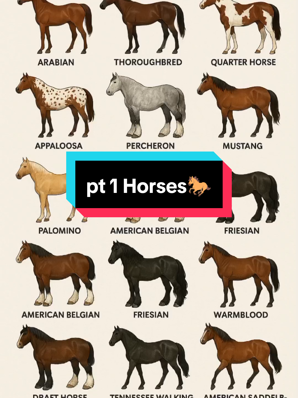 Majestic Power: The Percheron Horse. Meet the Percheron — a powerful yet elegant draft horse known for its strength, intelligence, and timeless beauty. A true gentle giant of the equine world!#Percheron #DraftHorse #HorsePower #MajesticHorse #EquineBeauty #HeavyHorse #PercheronLove #HorseBreedSpotlight #GentleGiant #HorseLovers #fyp 