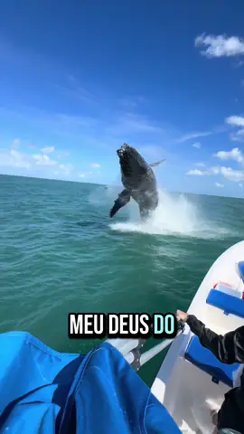 Passeio SURREAL em Ilhabela 🐋 Pessoal, deixando claro que que respeitamos todas as regras de avistamento!!!! Assim que avistamos a baleia, paramos o barco com o motor no neutro beeeeeem longe dela e ficamos lá parados. Ela veio até a gente da Desde o início os @Daniel Munhoz @Larissa Uema deixaram claro pra gente que, mesmo com todas as medidas de segurança, era um passeio selvagem e que não controlamos a natureza.   #baleia #baleiajubarte #ilhabelasp #ilhabela 