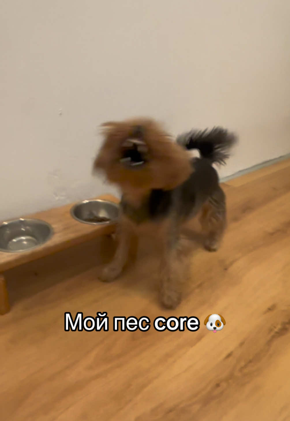 🐶❤️🫶🏻