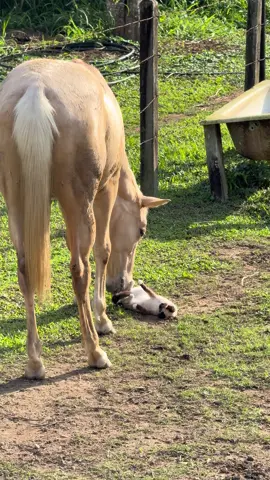 não aguento  #animais #gato #cavalo #amigodohomem #fyp #viralvideos #roça 