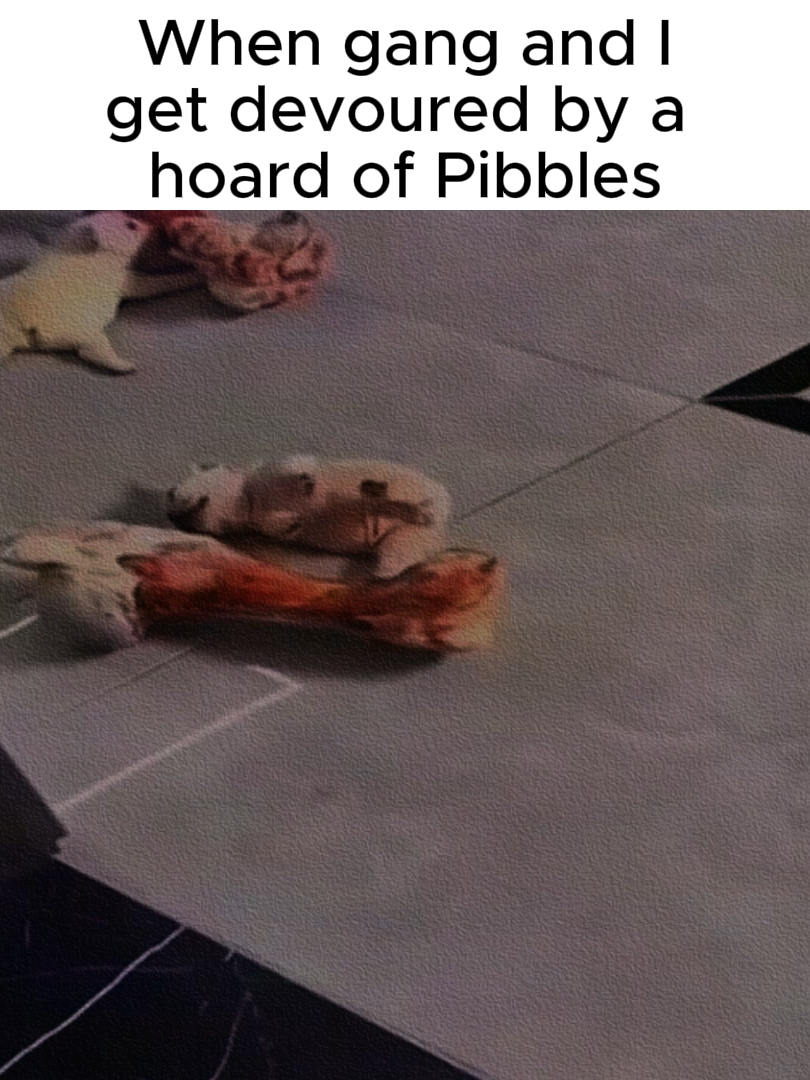 repost and remaster since it flopped brutally#chickenstyle5 #viral #cool #pibble #pibb #pibblesoftiktok #pibbles #gmail #gmaildog #fyp @Carrot @Nerd rage @chunqyhoneyBun 