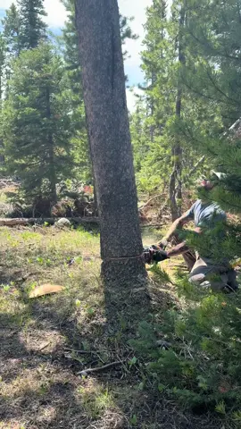 Clean and easy #stihl #stihlchainsaw #woodworker #chainsaw #husqvarna #husqvarnachainsaw #timber #logging #treework #logger #loggerlife #timbersports #treeworker #chainsol #woodcutting 