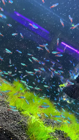Neones 😍🤗#tetra #tetraneon #acuario 