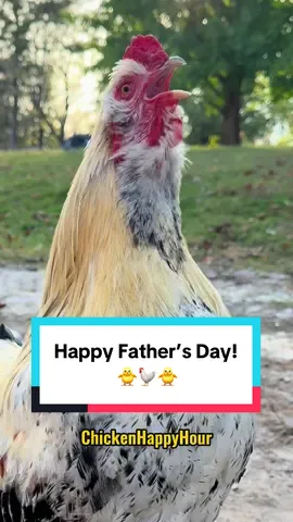 Frankie wishes y’all a #happyfathersday from one #dad to another! 🐓🐥 #father #FathersDay #papa #rooster #chickens #memestiktok #funny #chickenhappyhour    