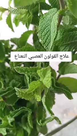 #الاعشاب_الطبيعية#علاج_طبيعي_وتأهيل #النعناع الطبيعي 
