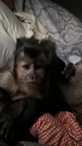 Best friends! #cutebabyanimals #monkeysoftiktok #capuchinmonkey #BestFriends 