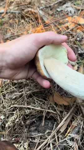 Solid porcini pull 🍄‍🟫👍 long one!  #mushroom #fungi #fungus #tlou #foryoupage #fyp #asmr #nature #ghibli #porcini #porcinipull #viral #trending 