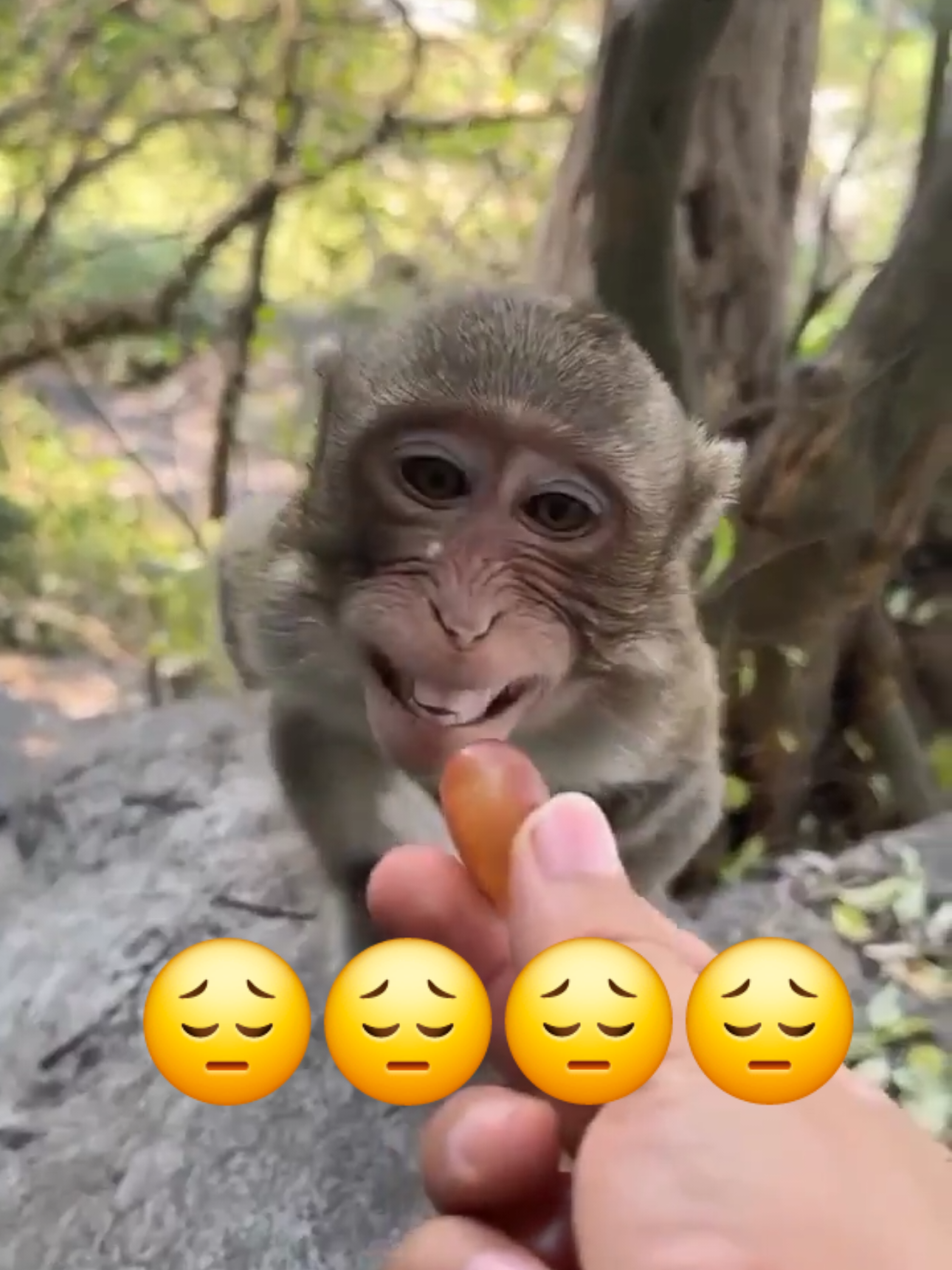 Feeding monkey with no arms 😭😭😭 #monkey #noarms #animals #Love #sadness #sad 