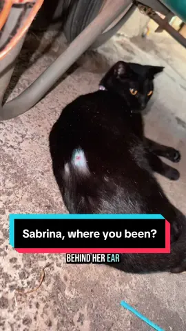 Preparing y’all that Sabrina likes to wander😅🐈‍⬛ #barncat #blackcat #barncatsoftiktok 