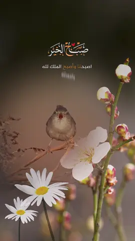 صباحكم جميل كجمال ارواحكم صباح الفل والياسمين صباح الخير صباحكم مليء بالفرح والسعادة والطمأنينة #صباح_الخير #صباح #اذكروا_الله #سبحان_الله_وبحمده_سبحان_الله_العظيم 