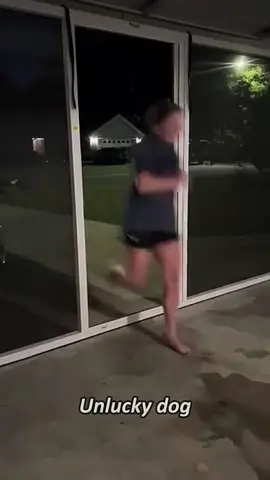 Unlucky dogs.#funnyvideo #funny #fyp #foryou #doglove #dog #funnydog #doggielife 