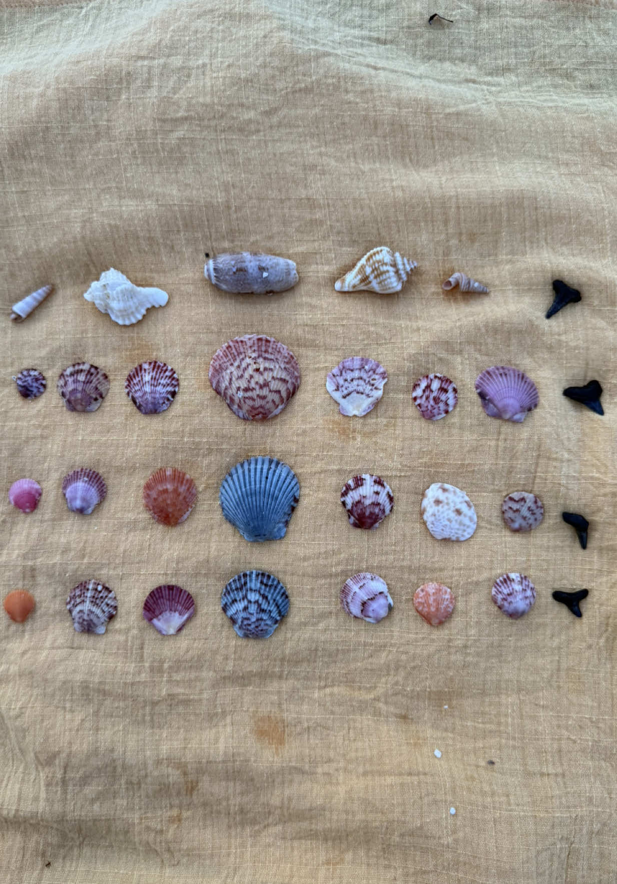 I found so many pretty scalloped shells!! I’m obsessed! Now to decide what I will make with them!  . . . #beachvibes #florida #shelling #chasingsunsets #summervibes #fyp #explore #travel #beachlifestyle #jewelry #jewlerymaking #seashelljewelry 