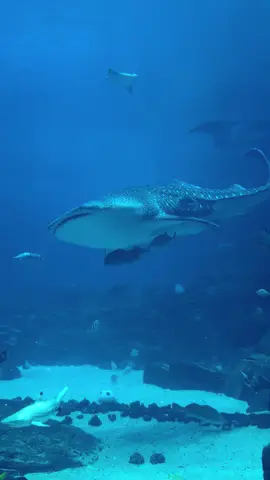 I will 100% be coming back to dive with the whale sharks🥹🥹 #georgiaaquarium #whaleshark 