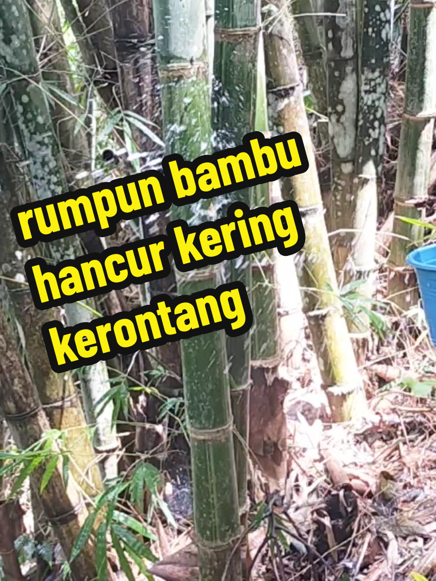 cara ampuh memusnahkan rumpun bambu tanpa ribet d tebang #rumpunbambu#herbisidakillgrass #treekillerhexazinon
