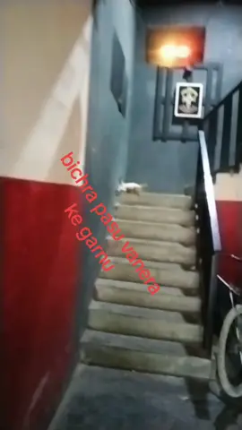 aafno bacha ko maya#goviraltiktok #fyp #