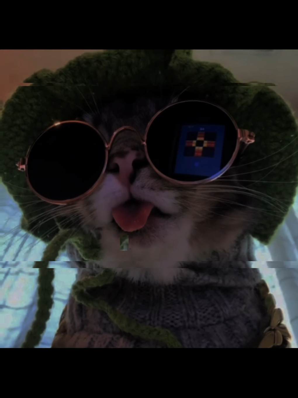 Rigby is a true legend #animals #cats #fyp #eedit #edit #thebest #cat #legend #kitty 