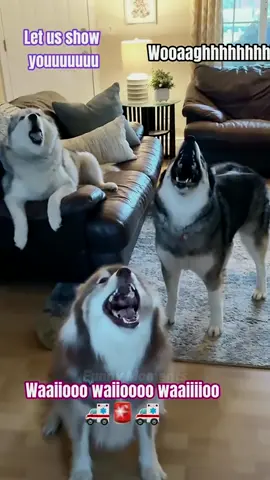 Adoring the Quirky Dog Behavior on Display?#QuirkyDogDisplay 