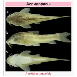 удивительные факты #факты 