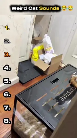 These cats heard the sound… and LOST it! 🐱🎧😂 #top5 #funnyvideos #cat #catsounds #weirdsounds #funnymoments #trendfunny #fyp 