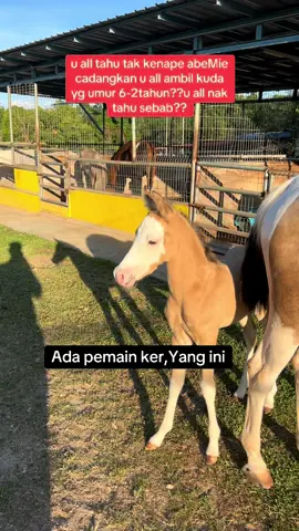 baram raree,u diberi pada anak2 atau isteri2 u all🥰🥰🥰#exclusivehorse #fypシ゚ #subdepoarabianpark #fypgakni #breeding #horses #horsesoftiktok #viral #premiumhorse #horsesoftiktok #fypp #fyppppppppppppppppppppppp #fypシ゚viral #mawari #arabianhorse 