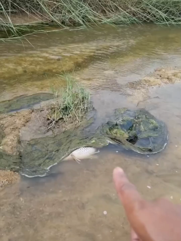 Amazing Fish Catching River water. Best Fish Catching amazing village boy #fish #bigfish #trap #foryou #fypシviral #foryouvideo #foryoupage #bestvideo #fyp #video 