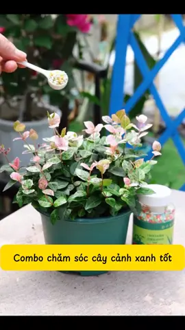 Chăm sóc cây cảnh đơn giản bằng bộ đôi phân bón tan chậm #phanbon #phanbontancham #phanbonhuuco  #phanboncaycanh  #caycanh  #bonsai  #bonsaimini  #bonsaitree  #trending  #xuhuong  #xuhuongtiktok 
