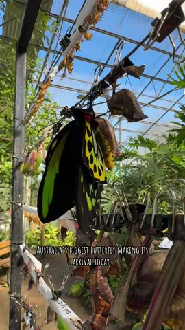 The Cairns Birdwing is Australia’s biggest butterfly. This one is a male, and can measure up to 15cms. The females (one just hatched last week!) can measure up to 20cms! These are an absolute must see in person!  Open Tuesday to Sunday, 10am-2pm. #birdwingbutterfly #cairnsbirdwing #butterfly #butterflyhouse #fyp #coffsharbour #tourism #thingstodo #coffscoast #mustsee 