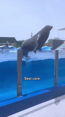 Seal core🦭#seal #cat #funny #for #foryou #fyp #funnyvideo #animal #usa #pets