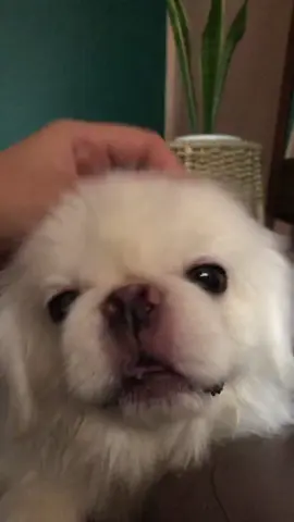 I love you all my baby dogs 🥰 Ikaw? Anong OPM Intro mo?  #opm #music #hale #fypシ #opmhits 
