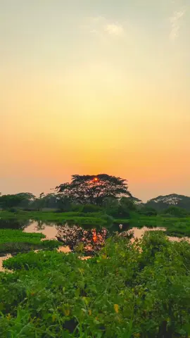 সূর্য ডুবে যায়, চাইলে কি পারতো না আমার হতাশাগুলো সাথে নিয়ে ডুবে যেতে…?  #foryou #foryoupage #fyp #nature #beautiful #sunset #sunsetlover #bangladesh #madaripur #viral 