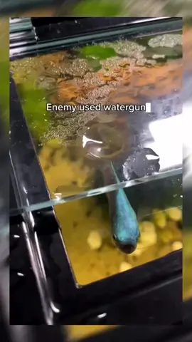 Pokémon in real life😆👌 #fish #waterbubbles #Pokémon #comparison #hilarious #cute #random #amusing #amusement #entertaining #silly #fishtank #aquaticlife #fishy #waterattack #fushspittingwater #skills #talent #fishtypes #Love 
