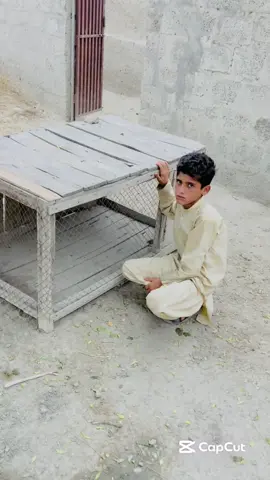 Birds Ko Azad Kar Dia #birds #birdlovers #birdbaby #gabbarpethouse #pets 