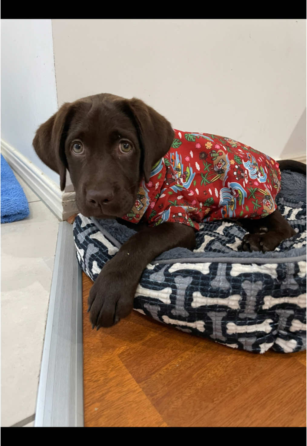 🤎🤎🤎 #fyp #foryou #fypシ #foryoupage #fypシ゚viral #fy #dog #labrador #probablyneededahug 