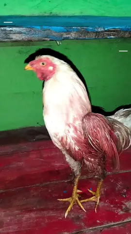 Ayam Jago
