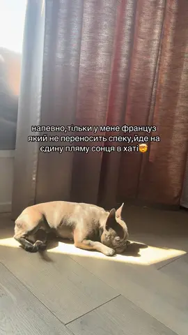 Хтось пояснить навіщо вони це роблять?😀#французькийбульдог #frenchie #frenchbulldog #французькабулка #собачники 