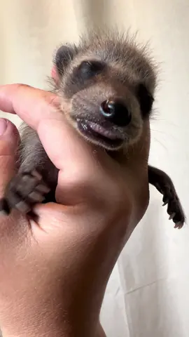 Baby Benny was milk drunk, yummm. #fypage #bennyrafa #babyraccoon #bennyandthejess #fyp 