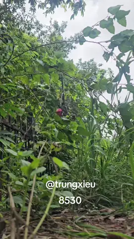 @Trung Xiếu@ mí lửa già vip#fbtrungxieu #doclabinhduong #chaomaobaydauvippro #chaomaomienbac #chaomao #chimchaomao #chaomaovip #chaomaohotdau #chaomaobaydau #chaomaomoi #bổivip #boivip #mocvip #chaomaobaydauvip #capcut #xh #xhtiktok #capcutedit #quangninh #quyhopnghean 