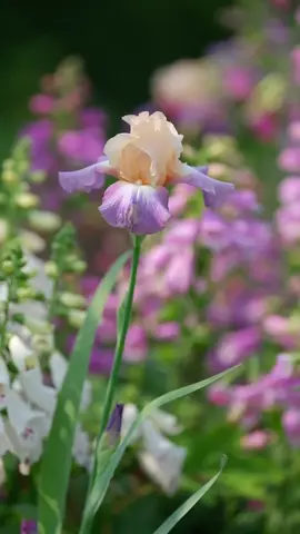 Vườn hoa diên vĩ nở rộ🥰 #flowers #hoadep #vuonhoa #hoadienvi 