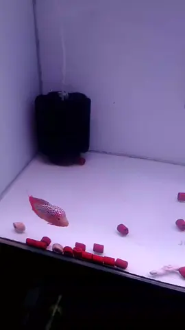 DL flowerhorn enhancer. #fypシ゚viral #flowerhorngrooming #flowerhornlover #dlenhancer 
