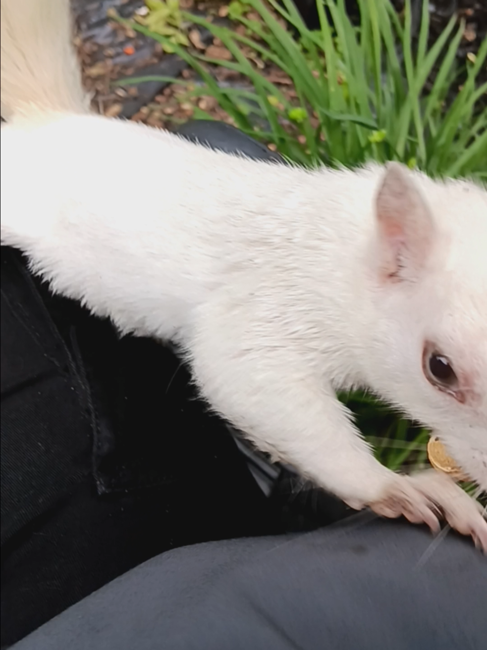 Good morning #Qtip #squirrel #wildanimals #foryourpage #everyone #fyp #fypシ 