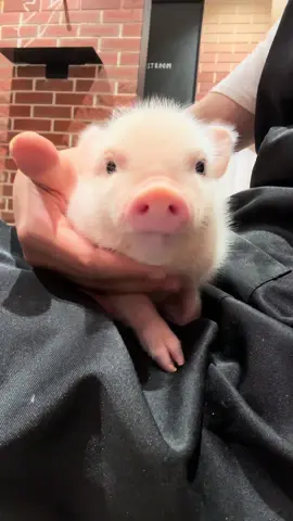 ボブの顎はムチムチです #pignic #piggy #micropig #fyp #アニマルカフェ #マイクロブタ #minipig #animals #pig 