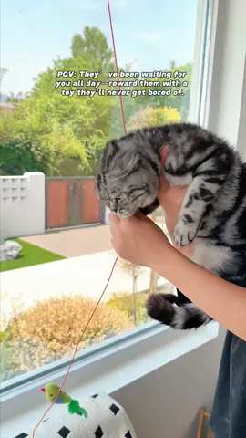 Don't let your cat miss this toy 😁👍🤣 #CatLove #cat #tiktokshipfinds #cattoys #birdtoys #catfun #funnypets #toys #fyp 