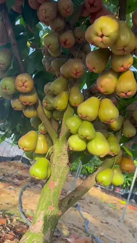 Jambu Dalhari, Citra, atau Madu Deli. Jambu air Dalhari memiliki ciri khas warna merah tua pekat dan ukuran yang relatif besar. Jambu air Citra juga dikenal dengan ukurannya yang besar dan rasa manisnya. Sementara itu, jambu air Madu Deli memiliki rasa sangat manis dan tingkat kemanisan yang tinggi, bahkan disebut mirip madu. Untuk memastikan jenisnya, perlu dilihat lebih detail bentuk, warna, dan rasa buahnya.  Selain itu, ada beberapa jenis jambu air lain yang populer di Indonesia, seperti Jambu Air Kesuma Merah, Jambu Air Cincalo Merah, dan Jambu Air Bajang Leang. Jambu Air Kesuma Merah memiliki tingkat kemanisan yang tinggi, sementara Jambu Air Cincalo Merah memiliki bentuk seperti lonceng dan daging buah yang tebal. Jambu Air Bajang Leang dikenal dengan ukurannya yang besar.  Jambu air adalah tanaman yang mudah dibudidayakan dan dapat berbuah sepanjang tahun. Dengan perawatan yang baik, jambu air dapat mulai berbuah pada usia 2-3 tahun.