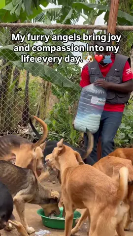 My furry angels bring joy and compassion into my life every day. Their loving presence is a reminder of the beauty and kindness in the world. 🐶❤️🌞