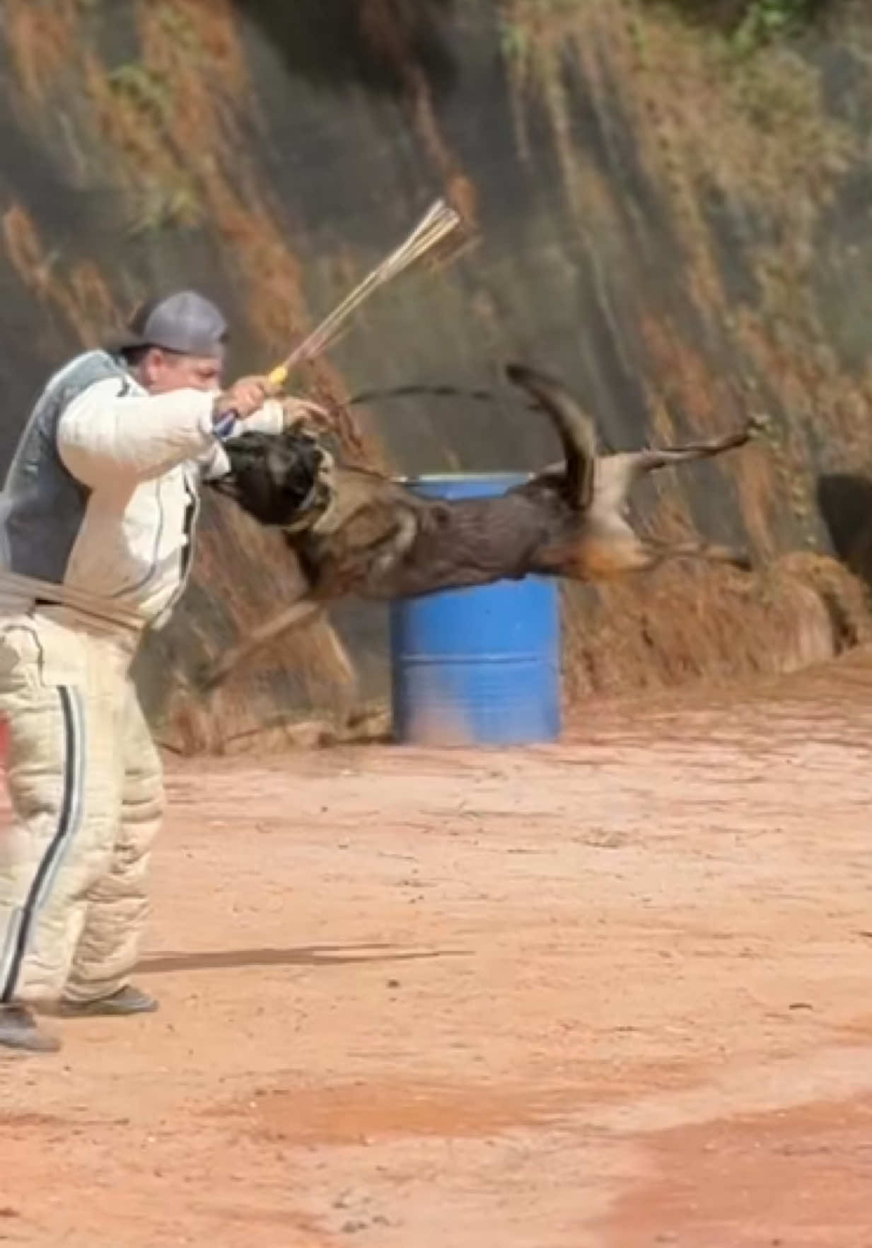 Prueba de coraje con Ares Trujillo 🔥🇨🇴 #PSA #dogsport #malinois #belgianmalinois #pastorbelgamalinois #k9 #dog #perro #amazing #dogtrainer #viral #fyp #paratiiiiiiiiiiiiiiiiiiiiiiiiiiiiiii #foryoupage 
